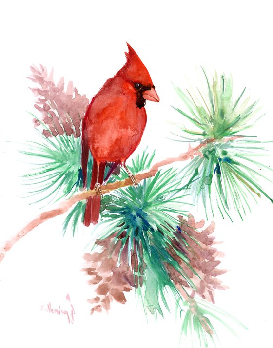 red cardinal bird