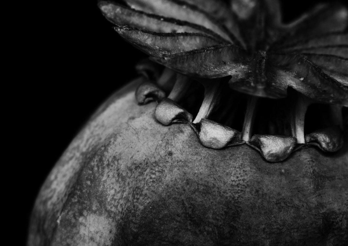 Photorealistic Botanical Photograph By Charles Brabin, 17 X 12, Poppy Seedhead, Study Ii, Original Artwork