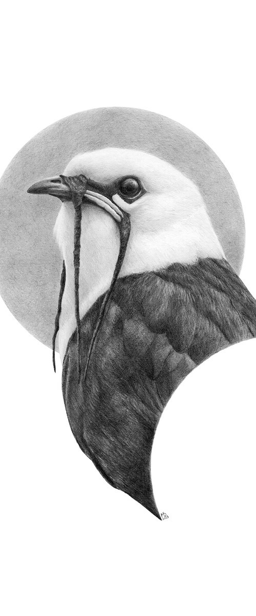 Three-wattled bellbird by Mikhail Vedernikov