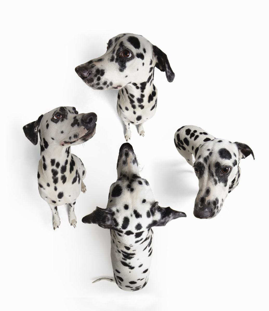 Photorealistic Animal Photograph By Gandee Vasan, 17 X 23, Every Which Way, Original Artwork