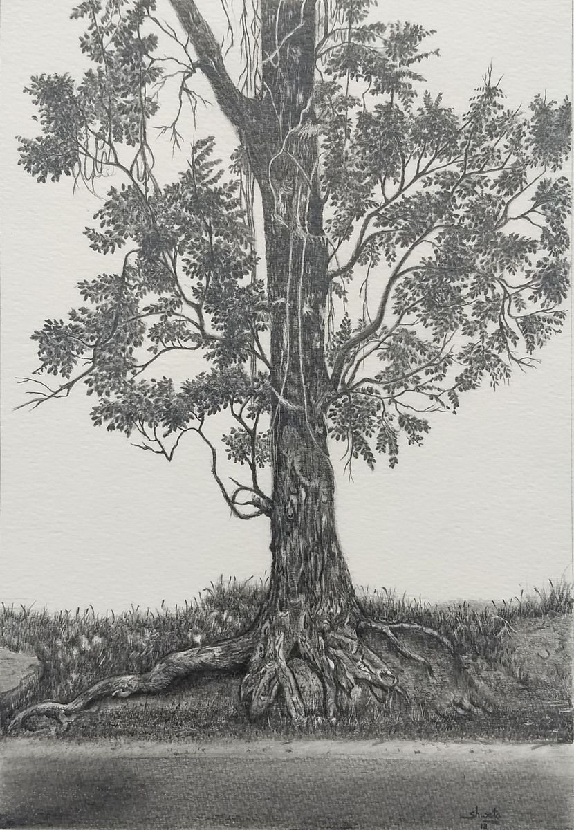 Indian Mahogany Tree Graphite Drawing by Shweta Mahajan