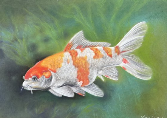 Koi fish