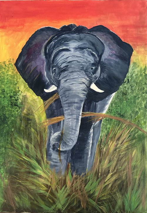Elephant at sunset by Maxine Taylor