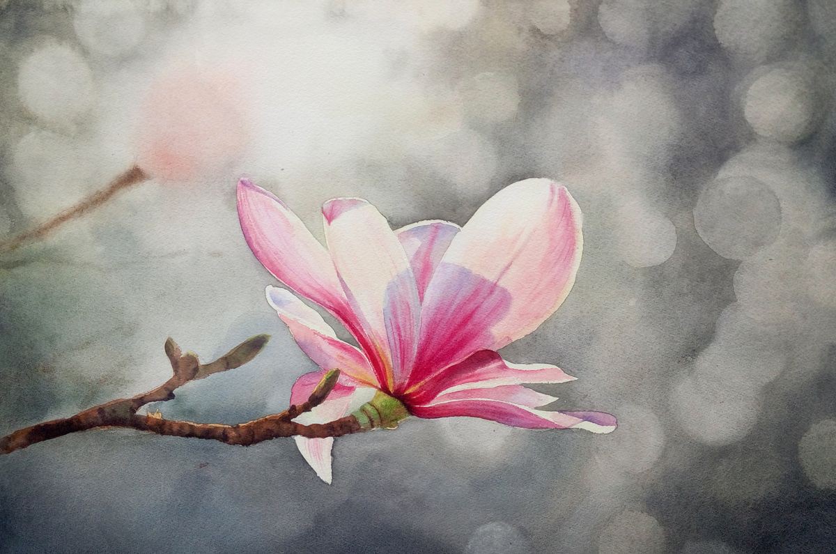 Magnolia Blossoms Beauty Of Spring Pink Magn Artfinder