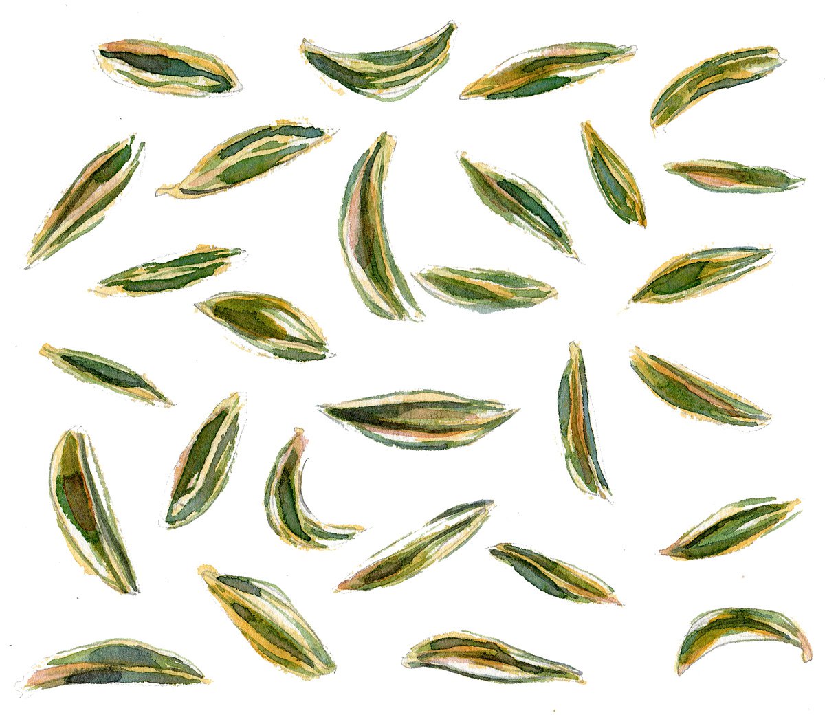 Cumin seeds by Hannah Clark