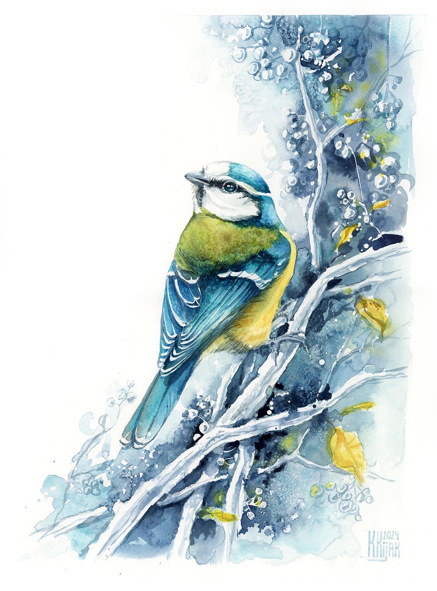 Blue tit by Karolina Kijak