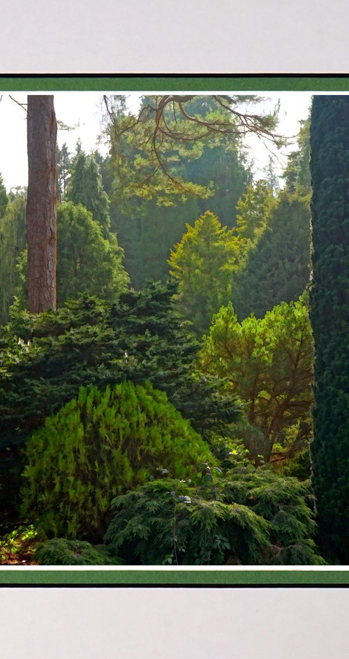 Pine Forest by Robin Clarke