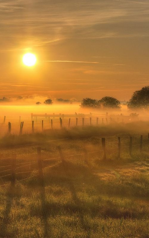 Golden glory II by Sylvain VIAU