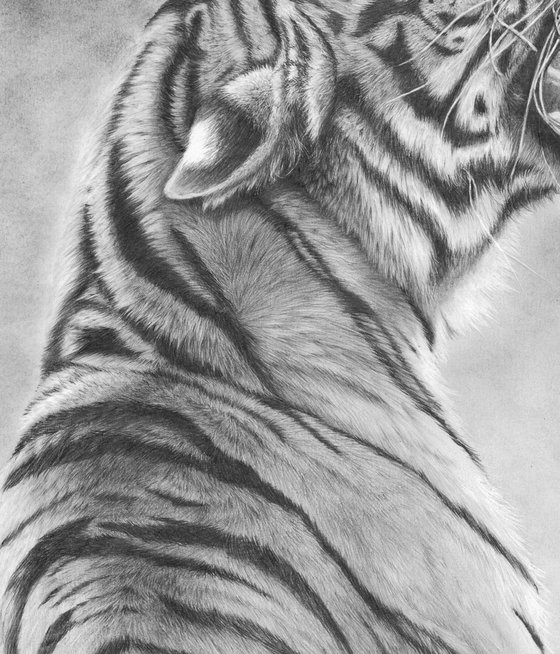 Look Back In Anger Pencil drawing by Peter Williams | Artfinder