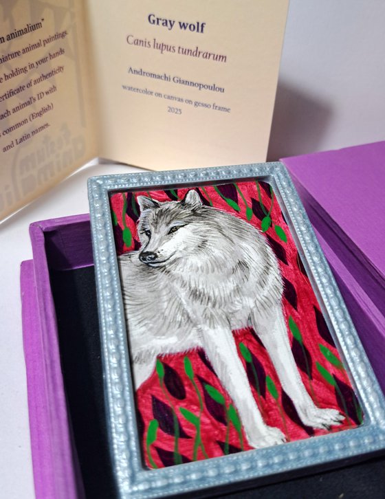 gray wolf