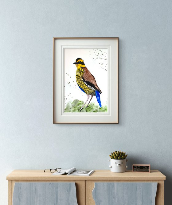Wil bird Bornean Banded Pittta