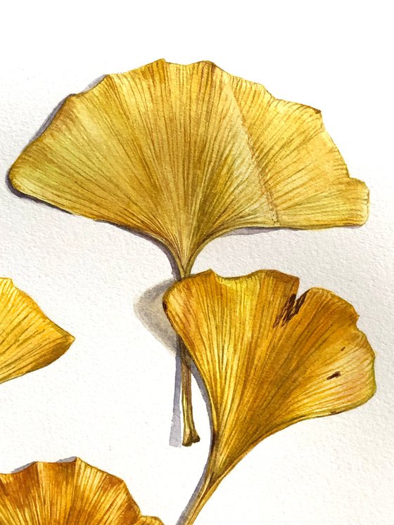 Ginkgo leaves. Watercolor on paper.