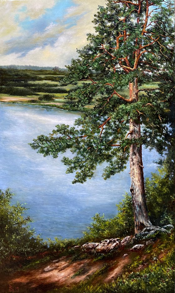 The pine on the shore