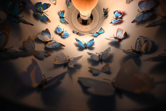 Butterfly roost