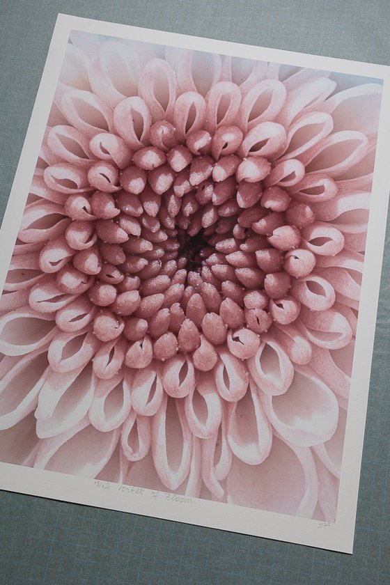 PINK VORTEX OF BLOOM