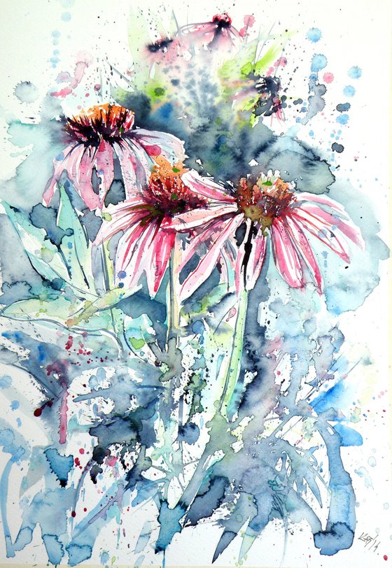 Echinacea purpurea
