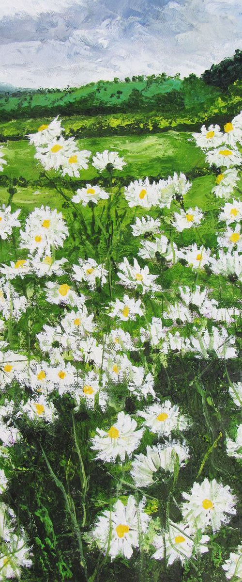 Daisies at Vale Farm by Christine Gaut