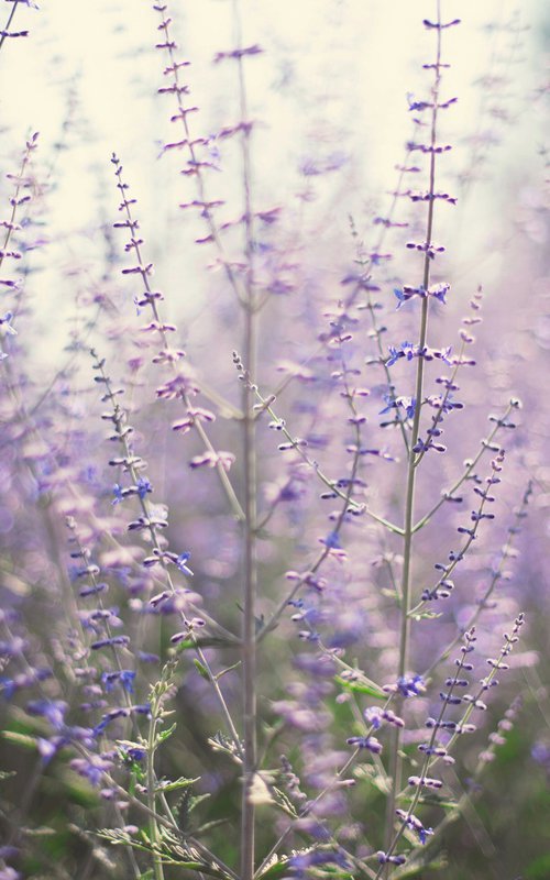 Lavender by Emily Kent