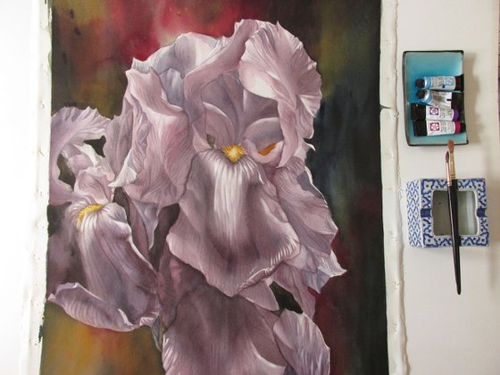 irises in mauve