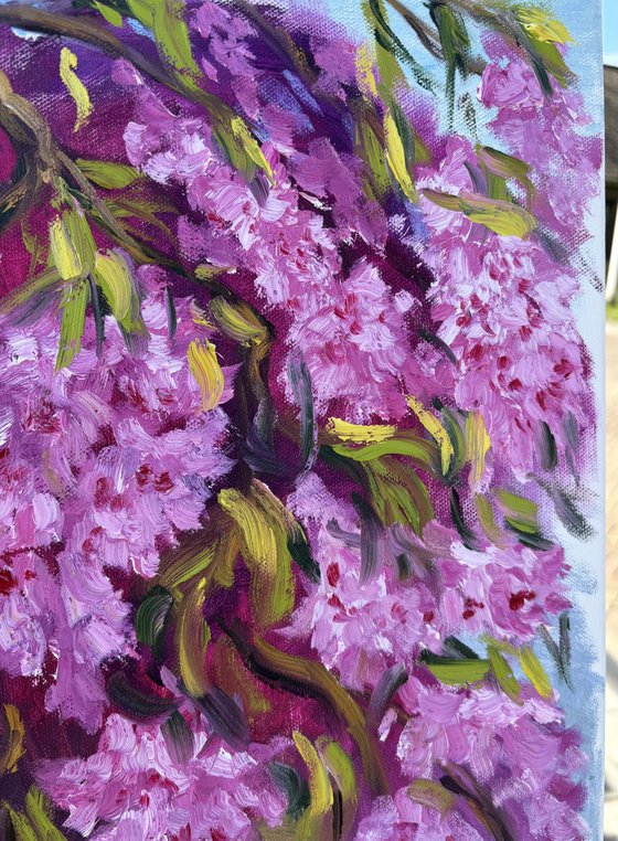 Under the Sakura Canopy