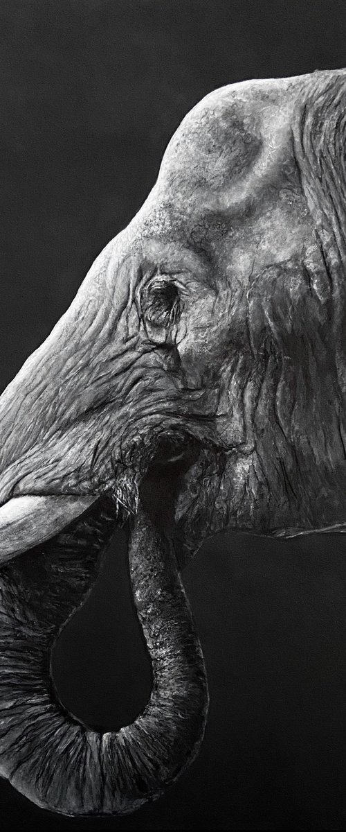 Elephant head,original painting by Paul Hardern