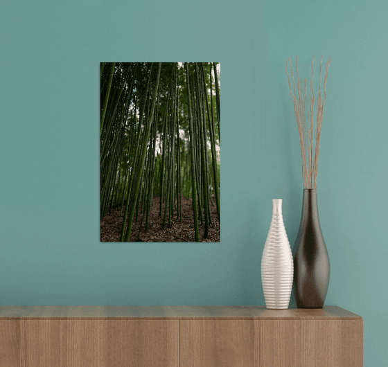 Silent Verticals — Rome Bamboo Forest