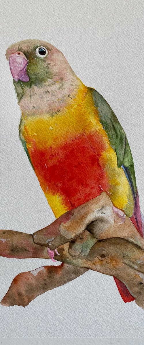 Green cheek conure watercolour painting by Bethany Taylor