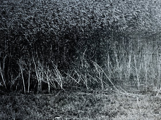 River of reed