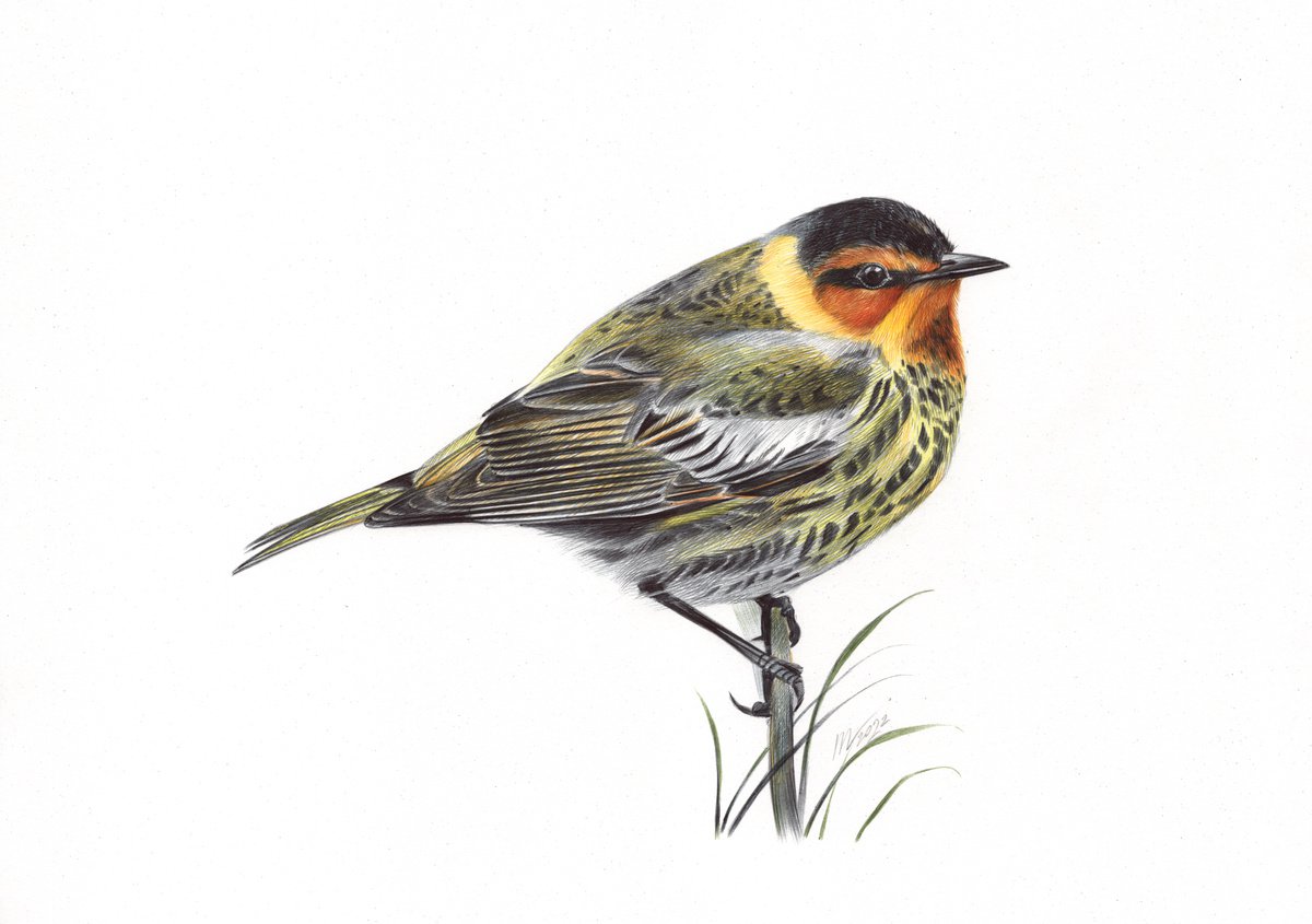 Cape May Warbler (Ballpoint Pen Drawing) by Daria Maier
