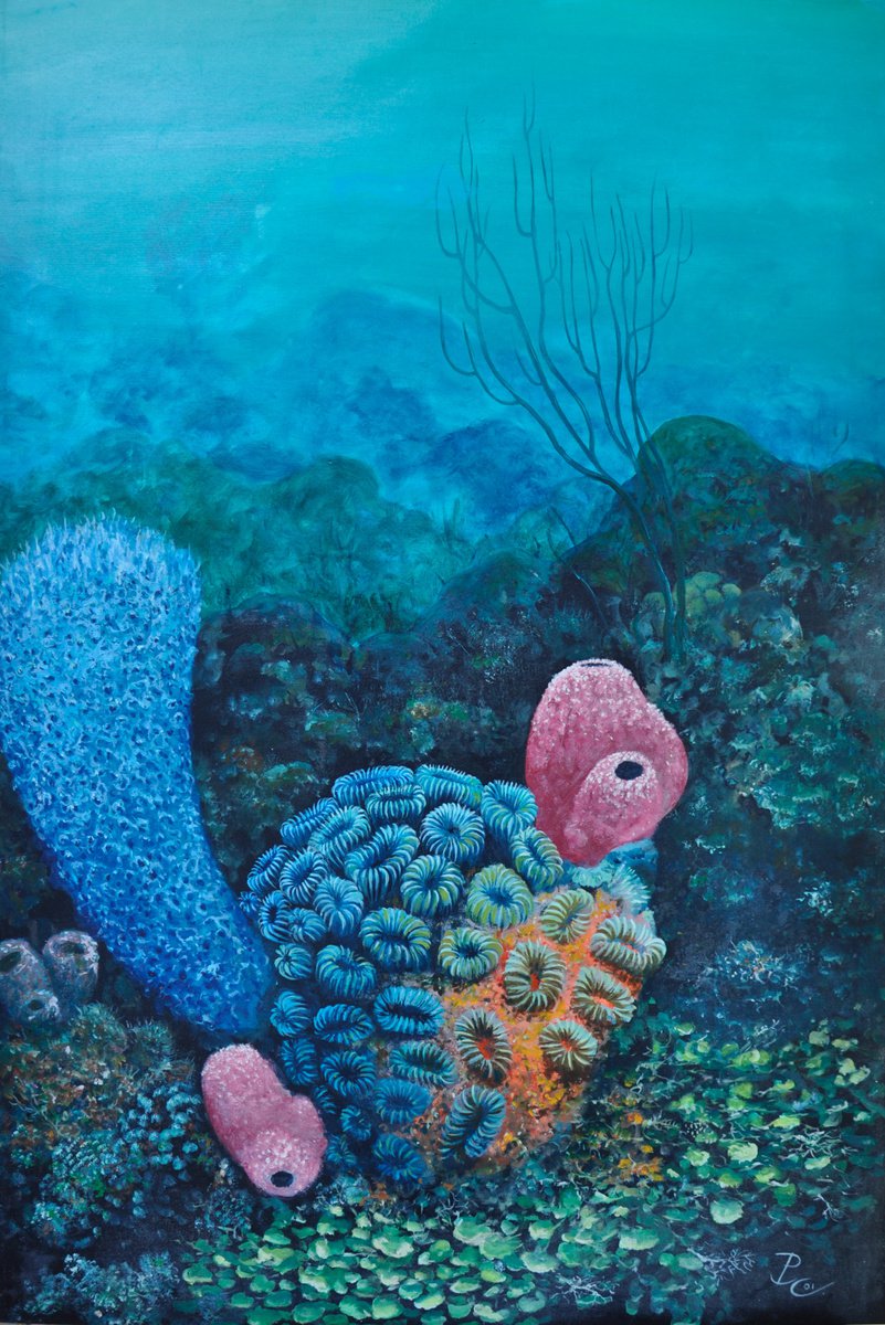 Star coral and sponges by Patrick chevailler