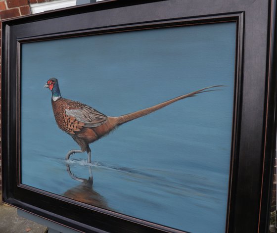 Pheasant Striding Through the Shallows