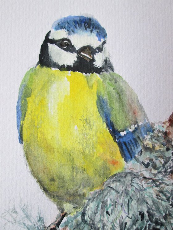 Blue Tit Bird on Mossy Branch