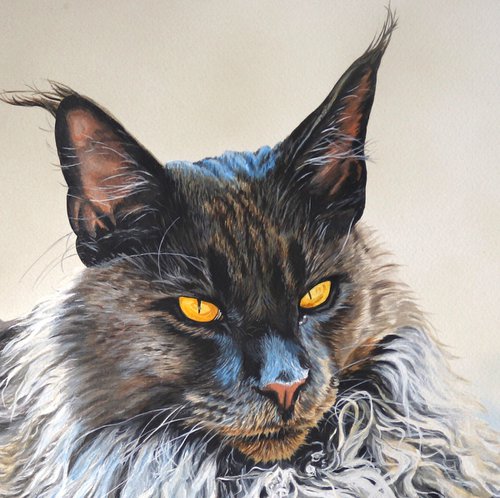 Maine Coon Ruff cat by Julian Wheat