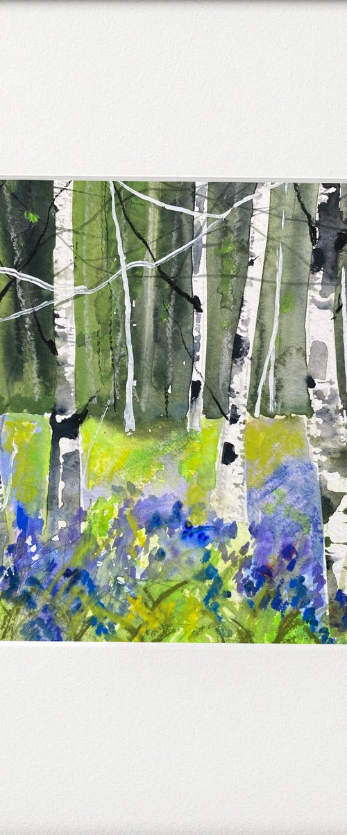 Seasons -  Spring Bluebells & Birches by Teresa Tanner