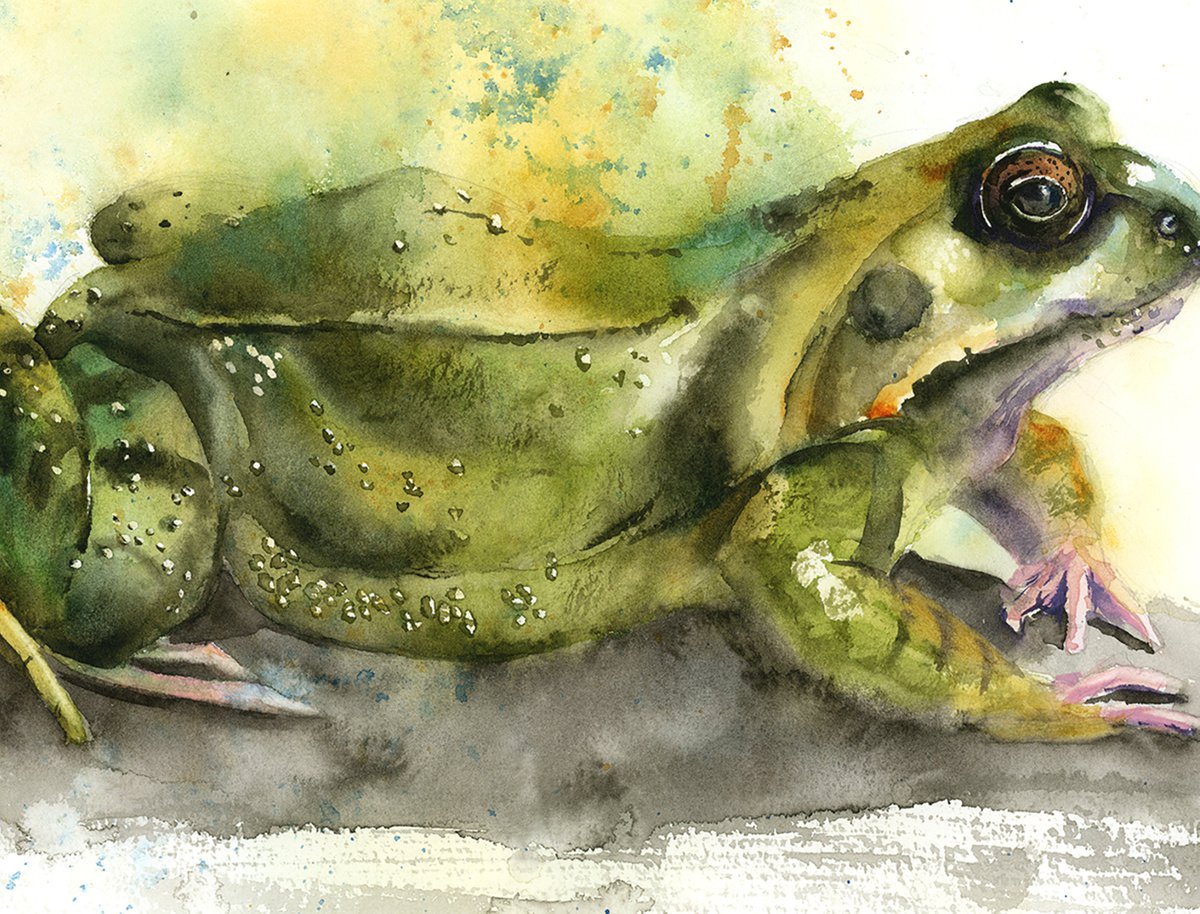 Frog Original Watercolor Painting Watercolour by Olga Shefranov