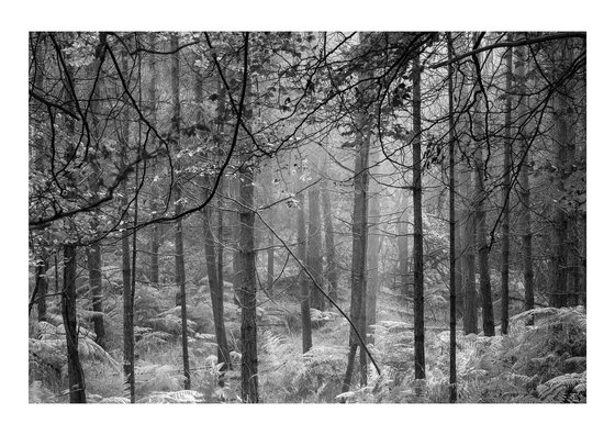 New Forest 1015