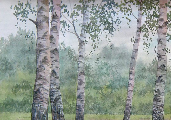 Birch thicket