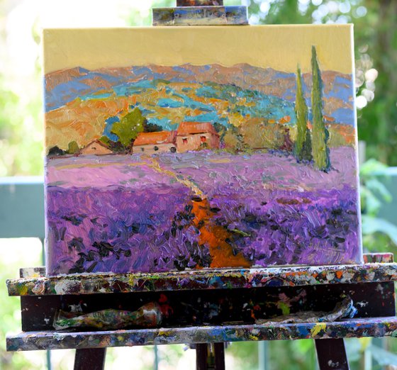 Lavender Field. Landscape