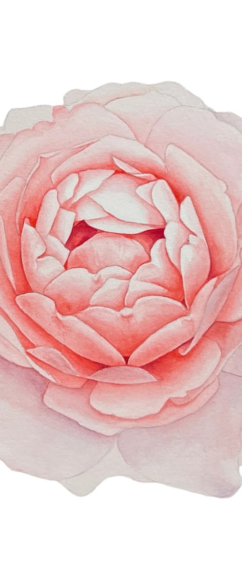 A rose of a delicate pink colour. Original watercolor artwork. by Nataliia Kupchyk