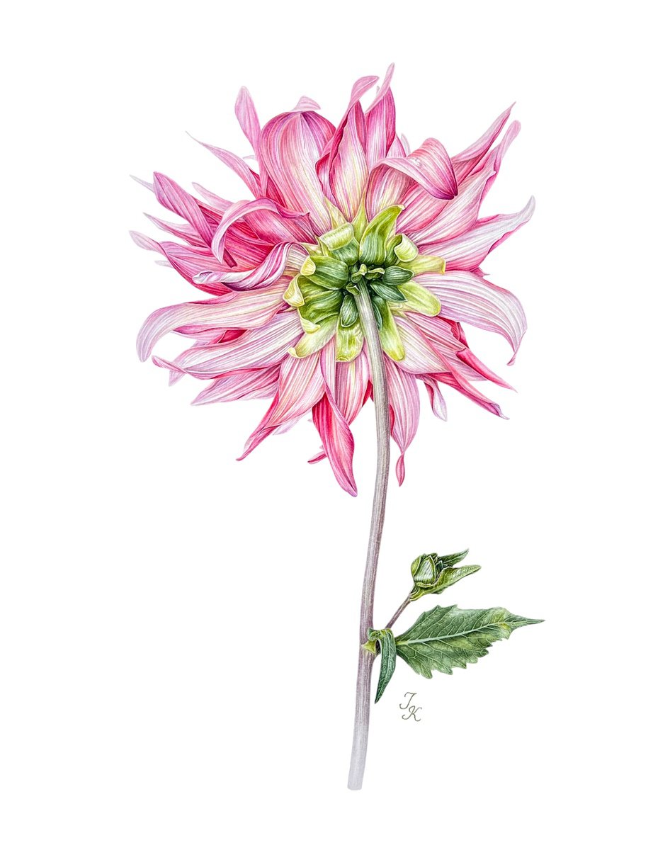 Photorealistic Botanical Watercolour By Tetiana Kovalova, 15 X 19", Ms Dahlia, Original Artwork