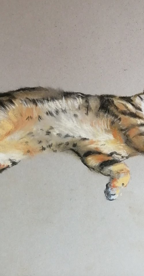 The underside of a Bengal cat by Rosemary Burn