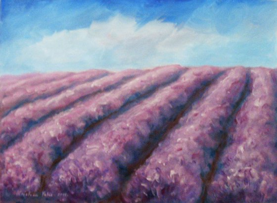 Lavender field