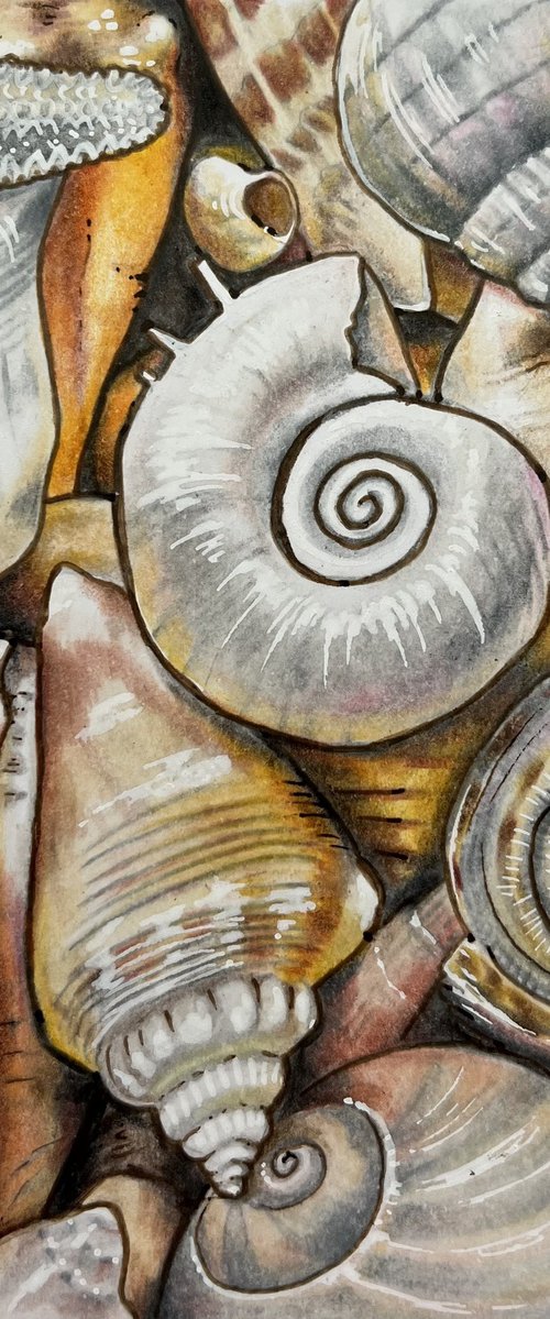 Shells by Karen Elaine Evans