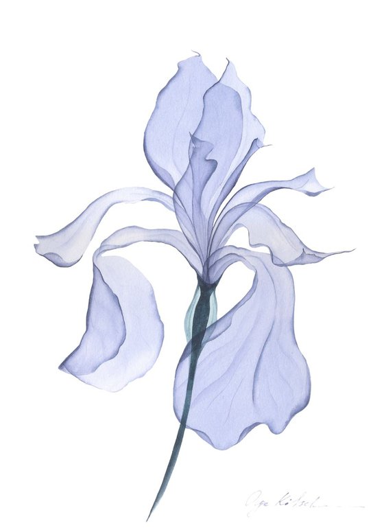 Transparent Iris