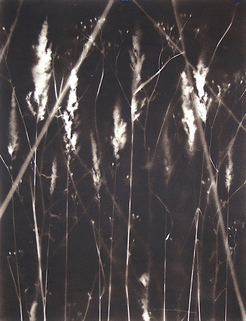 Wayside II – Calamagrostis grasses escorted by Lapsana communis by Laura Stötefeld