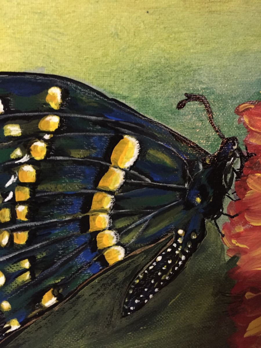Impressionistic Animal Acrylic Painting By Carolyn Shoemaker (Soma), 12 X 12, Black Swallowtail Butterfly, Original Artwork