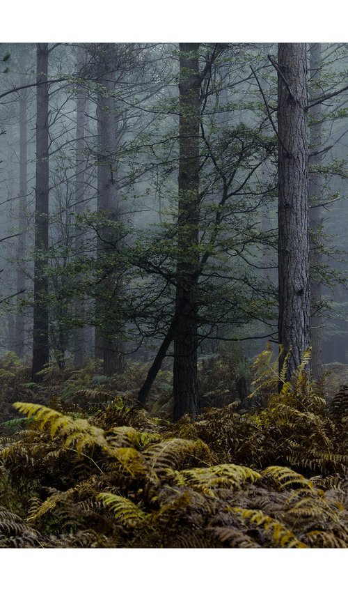 Forest Deep I by David Baker