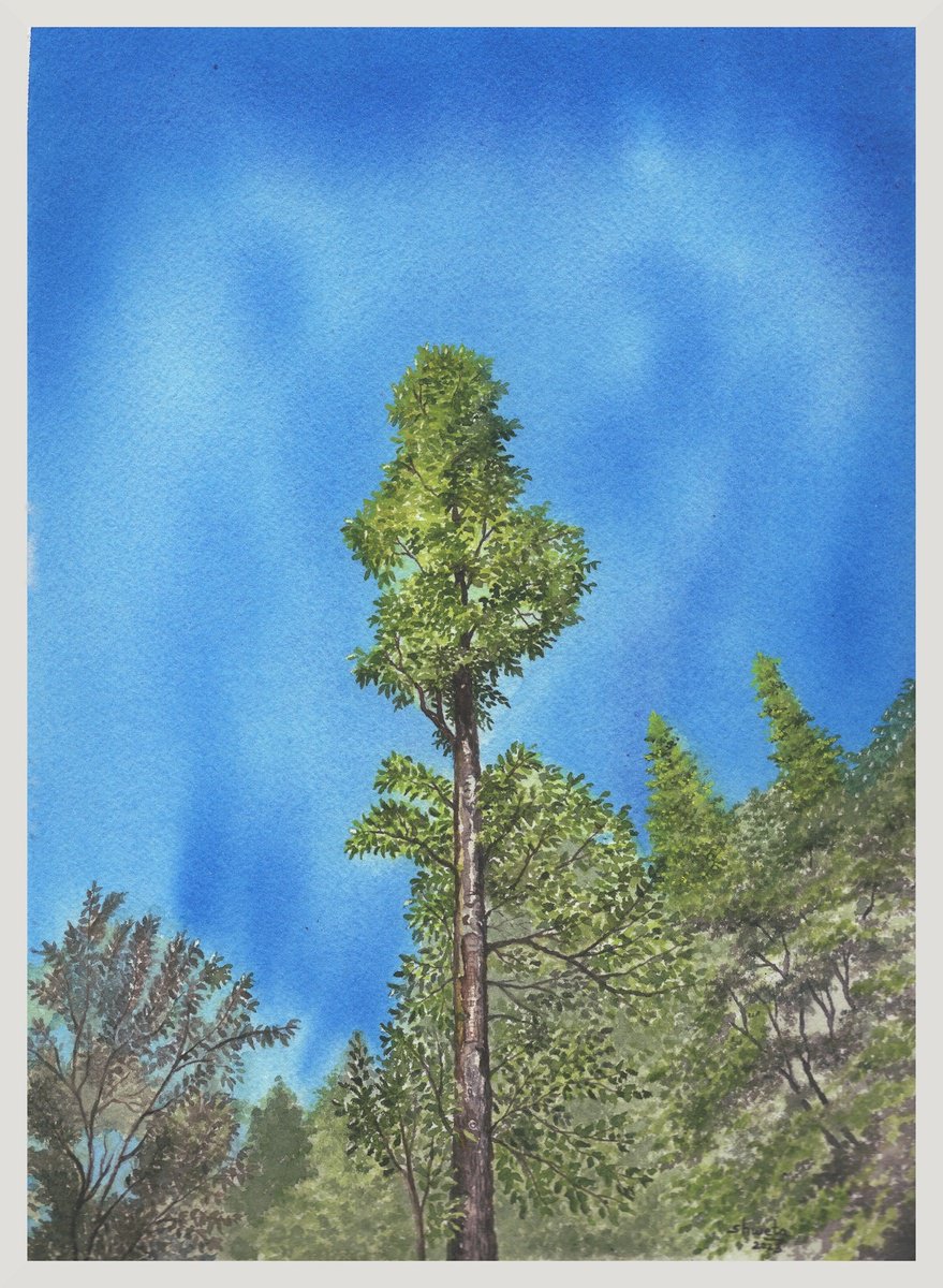Pine forest watercolor painting by Shweta Mahajan