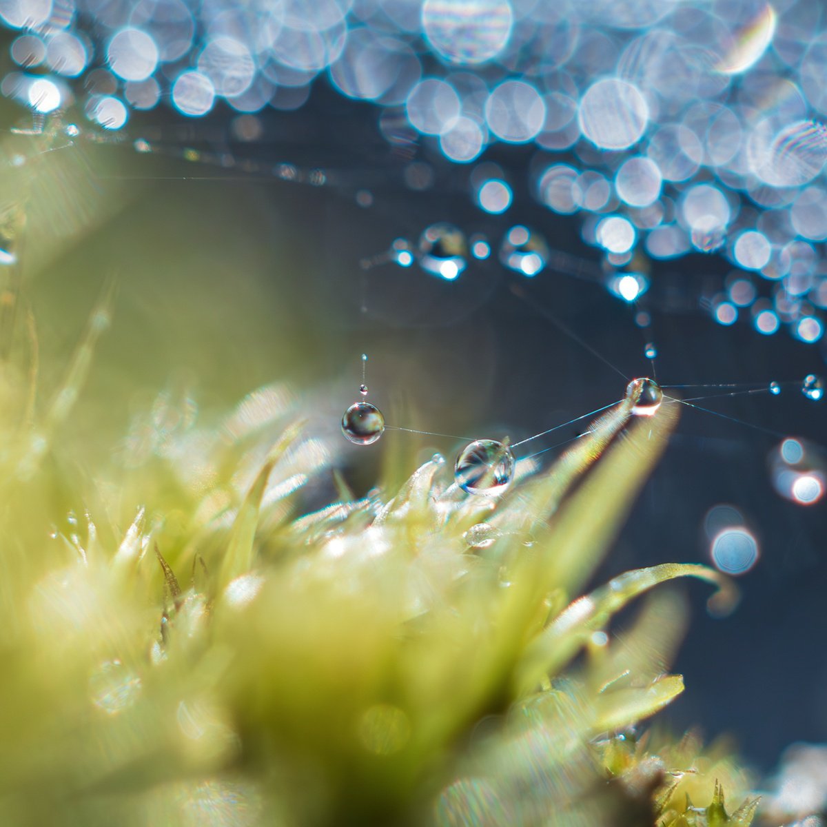 Expressive Botanical Photograph By Inna Etuvgi, 12 X 12, Vulnerable Soul.recovery - Mat, Original Artwork