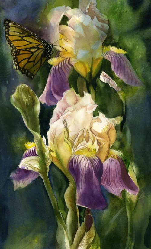 irises with monarch by Alfred  Ng